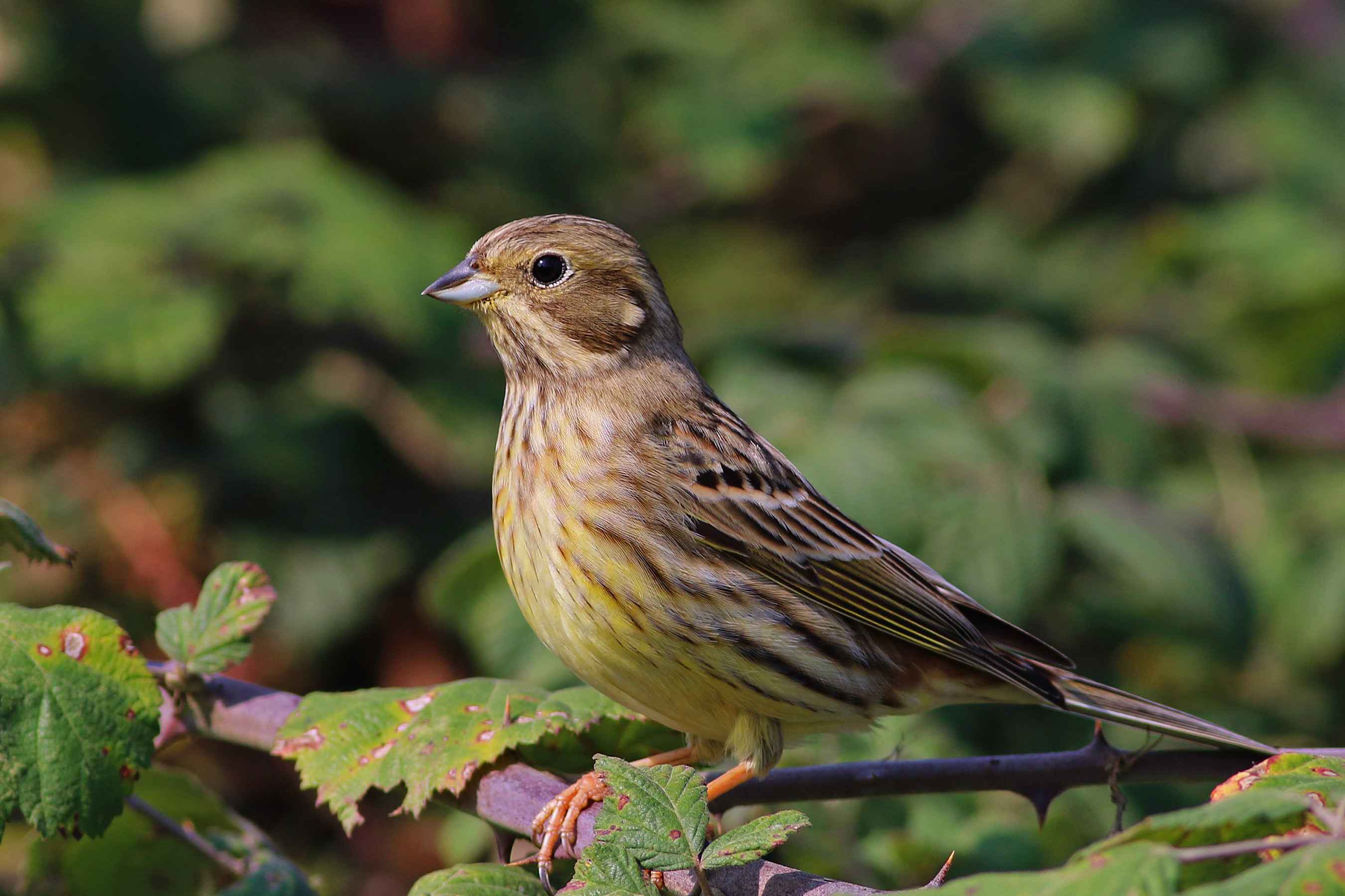 Yellowhammer